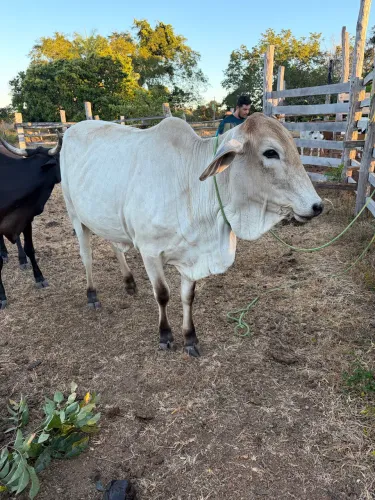 Vendo chácara a 115 km de palmas