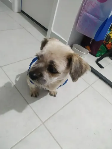 Shitzu 