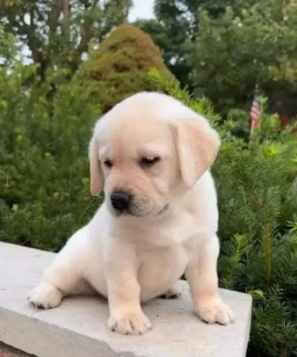 Labrador Filhotes Robustos.