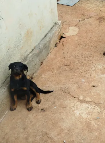 Filhote de Rottweiler