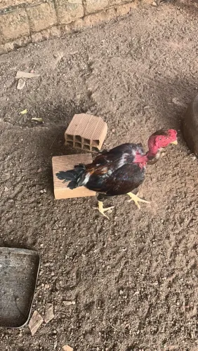 Frango