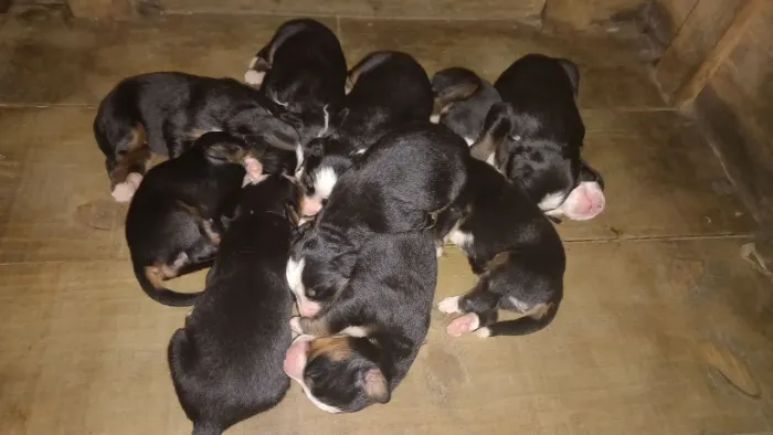 Filhote de Bernese, macho