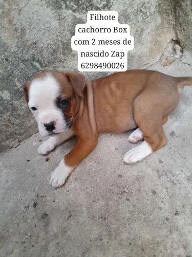 Cachorro Box de 2 meses de nascido já tomou vermífero na cidade de Nazário Zap *