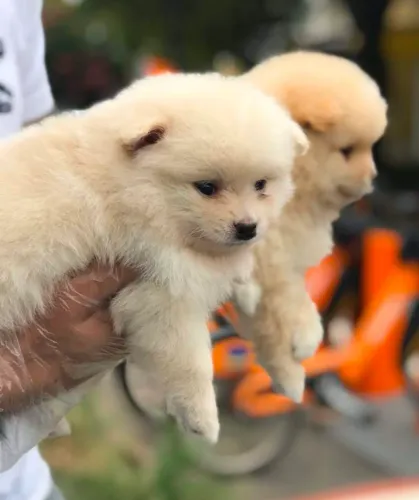 Lulu da Pomerania, 50 dias