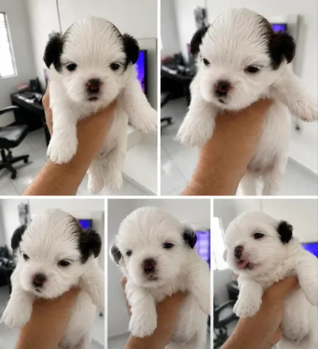? Filhotes de Shih Tzu disponíveis para reserva! ?