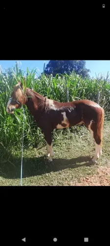 Cavalo crioulo