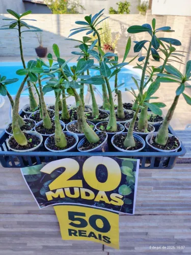 Rosas Do Deserto TODAS por 50