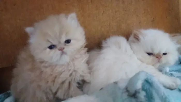 Lindo filhote de gato persa puro.Parcelo.Entrego em Curitiba e região