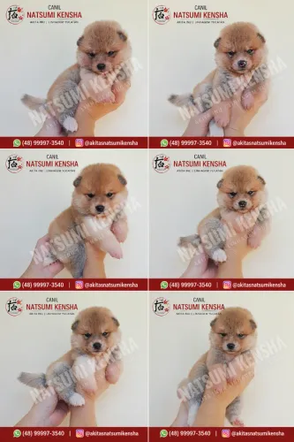 Akita Inu Filhotes Pedigree CBKC - Neto do Multi-Campeão Ryuukaen ?