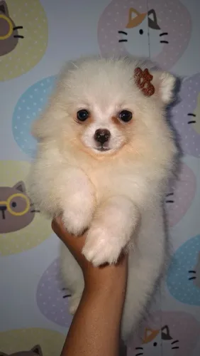 Spitz Alemão Fêmea