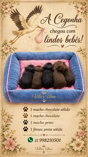 Shih-tzus Machos e Femeas Pretos e Chocolate
