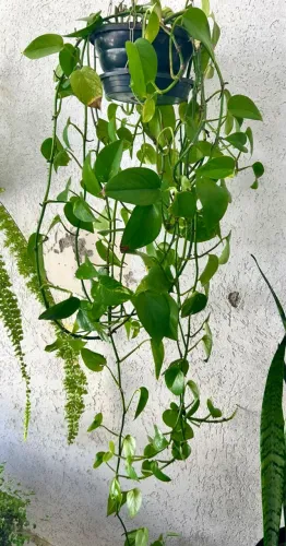 Planta Jiboia Comprida