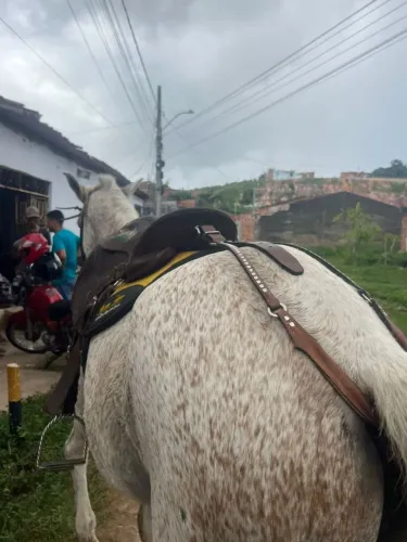Cavalo 