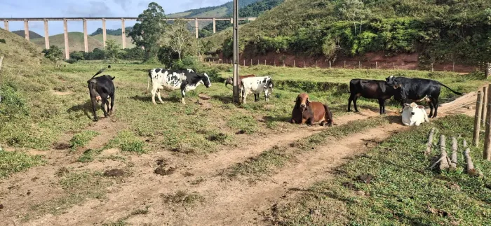 Vacas leiteras