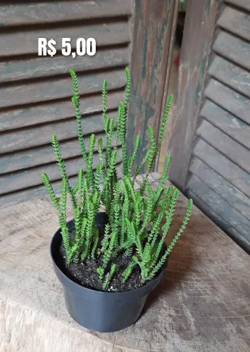 Suculentas