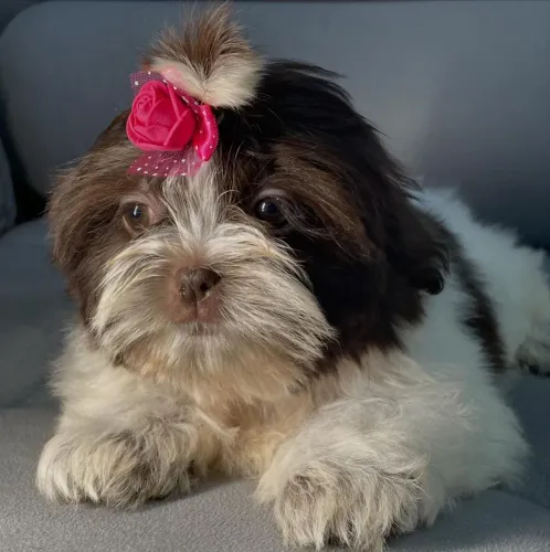 Shih tzu mini