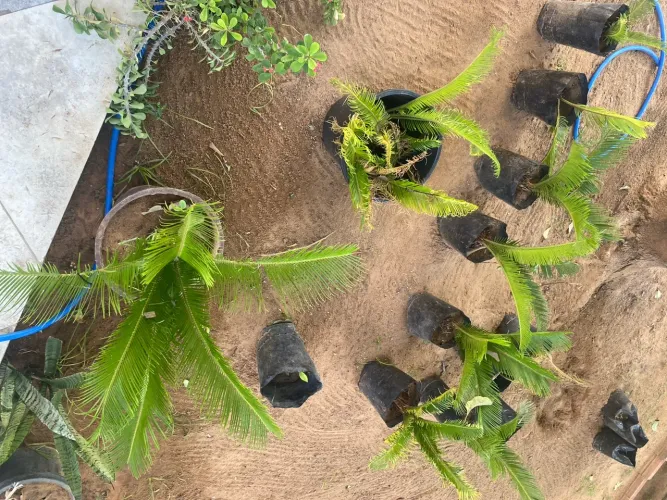 Vendo muda de planta