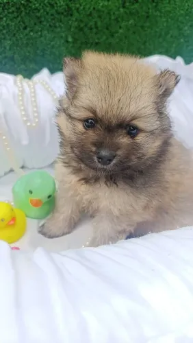 Lulu Spitz 
