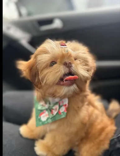 doando cachorro shitzu!