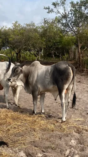 Garrote Guzerá para touro dupla aptidão
