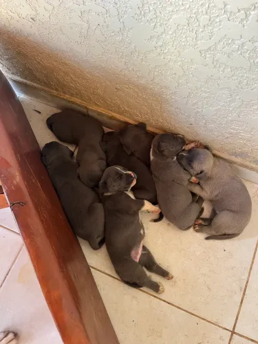 Filhotes Mix American Bully Blue