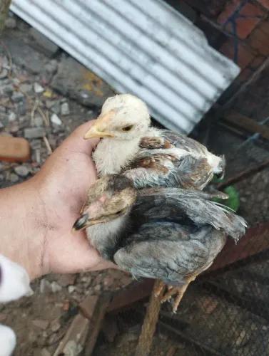 Galinha e pintos 6
