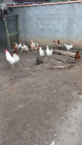 Aves galinhas 