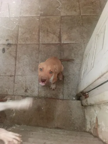 Pit Bull