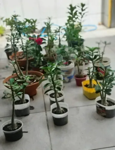 ROSAS DO DESERTO 