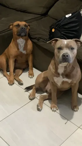 American Bully