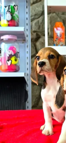 ? BEAGLE FÊMEA 13 POLEGADAS - 5 MESES ?