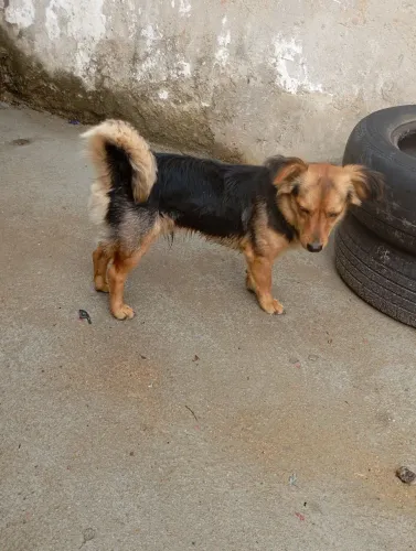Doa- se cachorro 