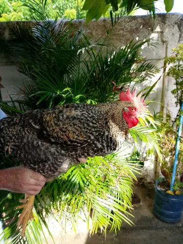 Vendo 3 Galo Plymouth Rock Barrado