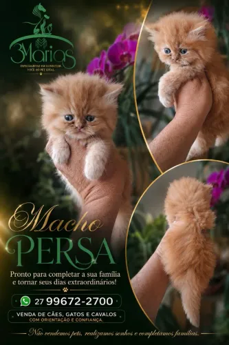 Filhotes de Persa. Aceito cartão e pix