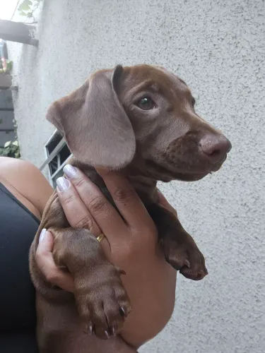Venda de Dachshund
