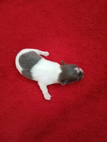 Pré venda Cachorro Chihuahua MACHO