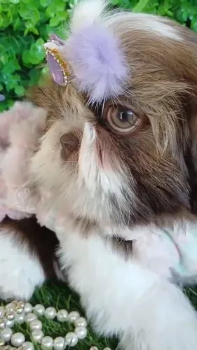 Filhote Shih tzu Fêmea - EvaFilhotes 