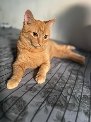 GATO PARA ADOÇÃO RESPONSÁVEL