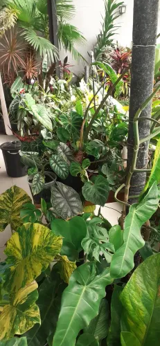 Plantas ornamentais variadas araceas