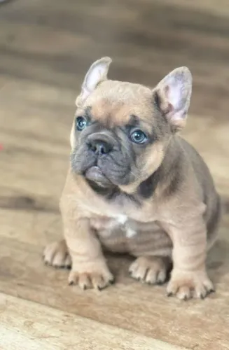 Bulldog frances fêmea