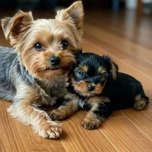 Yorkshire bebês fofos lindos