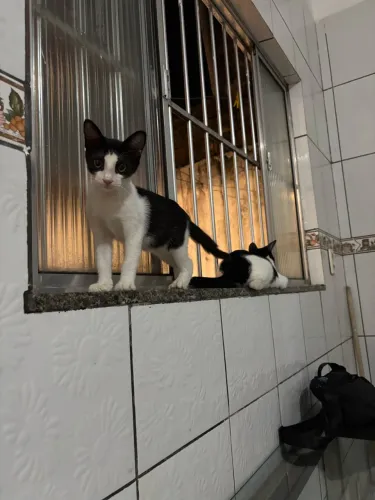 Doação de gatinho 