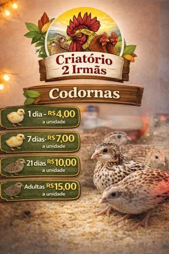 Codornas adultas 15.00 unidade 