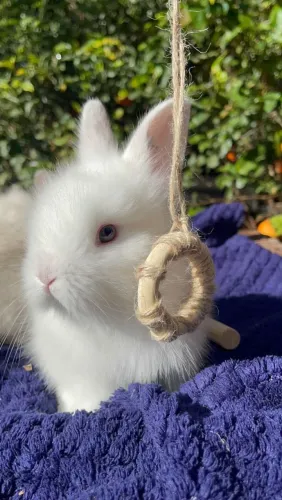 Presenteie quem você ama com um mini coelho