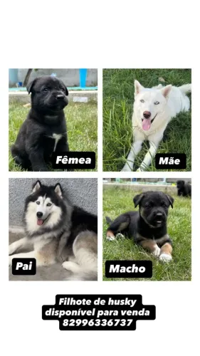 Filhotes de Husky siberiano