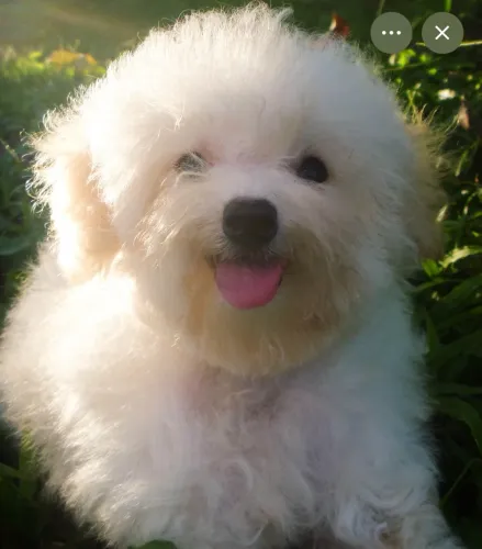 Poodle toy