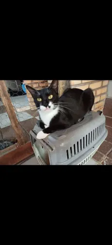Doação de gatinhos!
