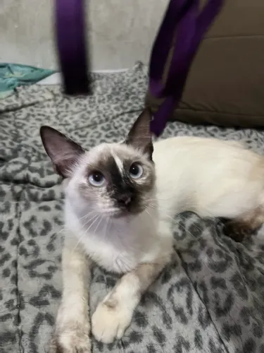 Estou doando duas gatinhas