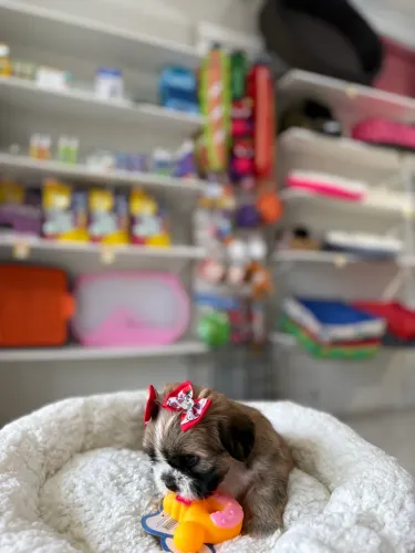 Shih Tzu Fêmea Chocolate 10x R$200