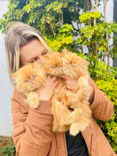 Gatos persas 